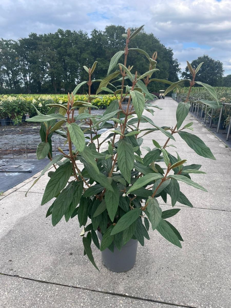 Viburnum rhytidophyllum, D 31 cm