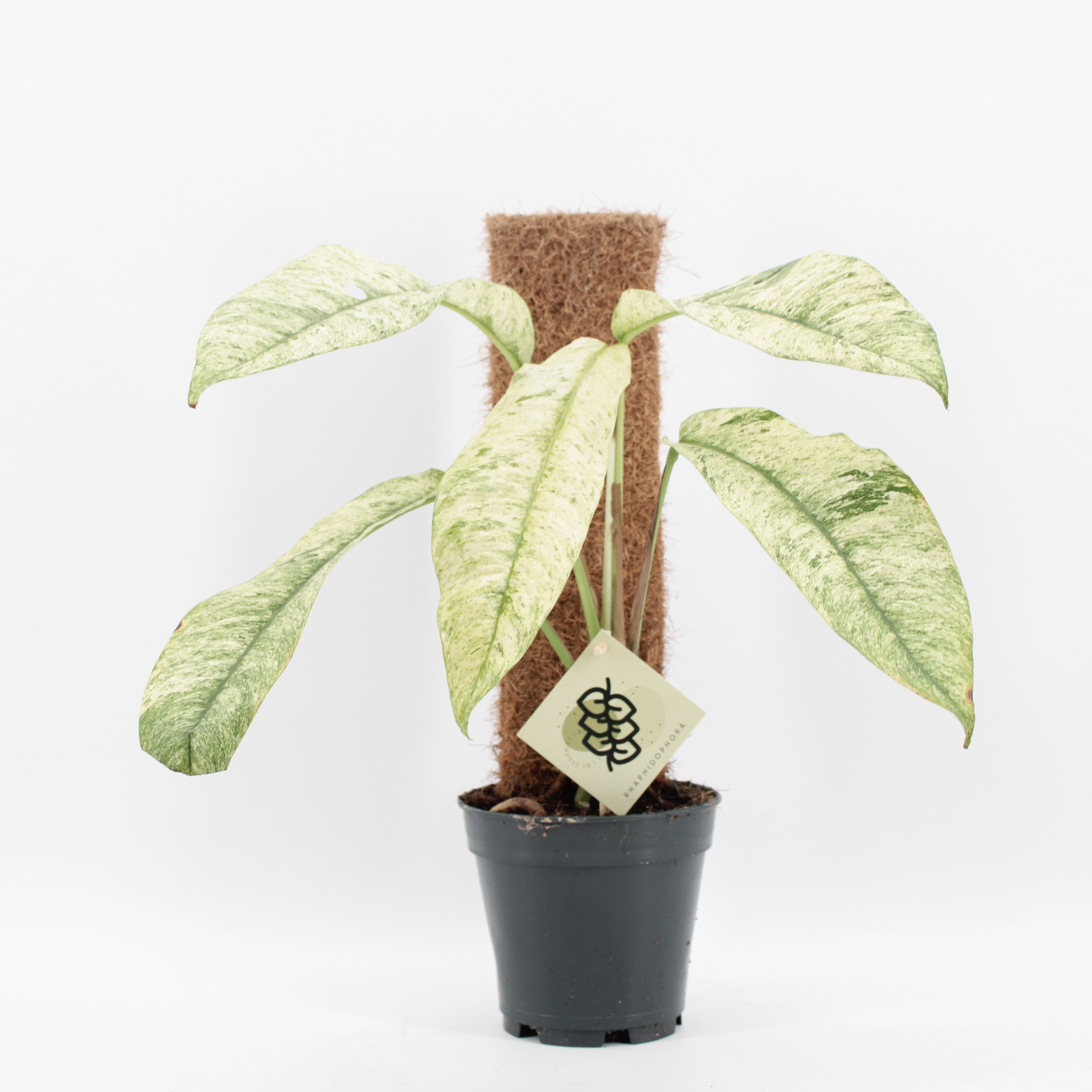 Rhaphidophora Gorilan Variegated, D 14