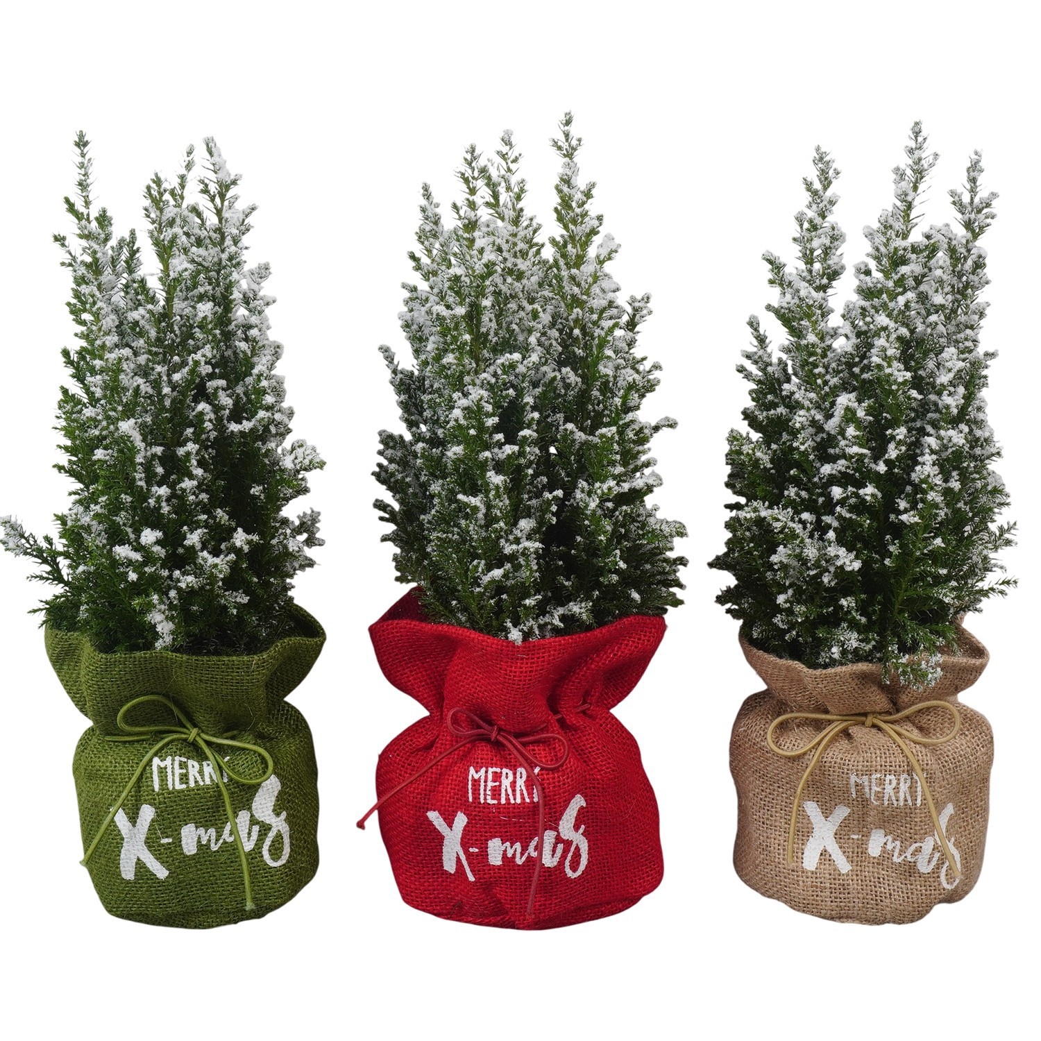 PTK26734 Ellwoodii met sneeuw in jute mix, D 10