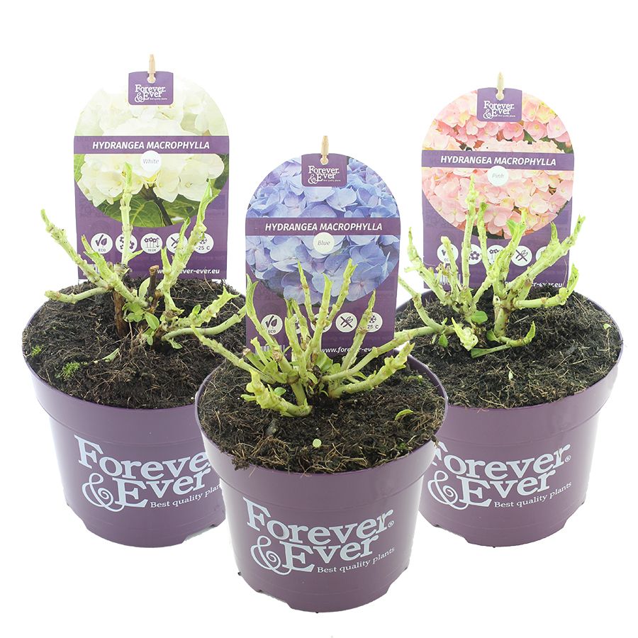 Hydrangea macr. Forever & Ever® MIX C2 (17cm.), D 17