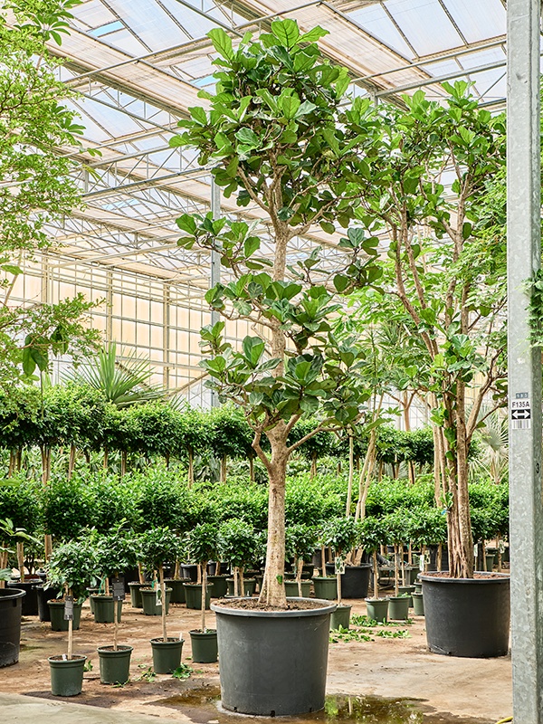 Ficus lyrata, D 102 cm