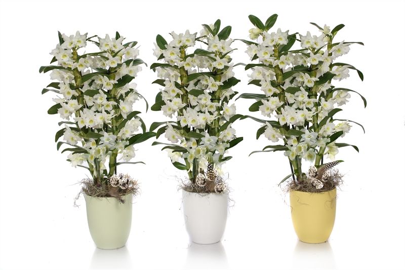 Hugo p12 mix easter Dendr Nobile Apollon 2T16+tros regular, D 12 cm