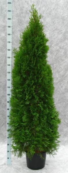 Thuja occidentalis 'Smaragd' 230, D 33
