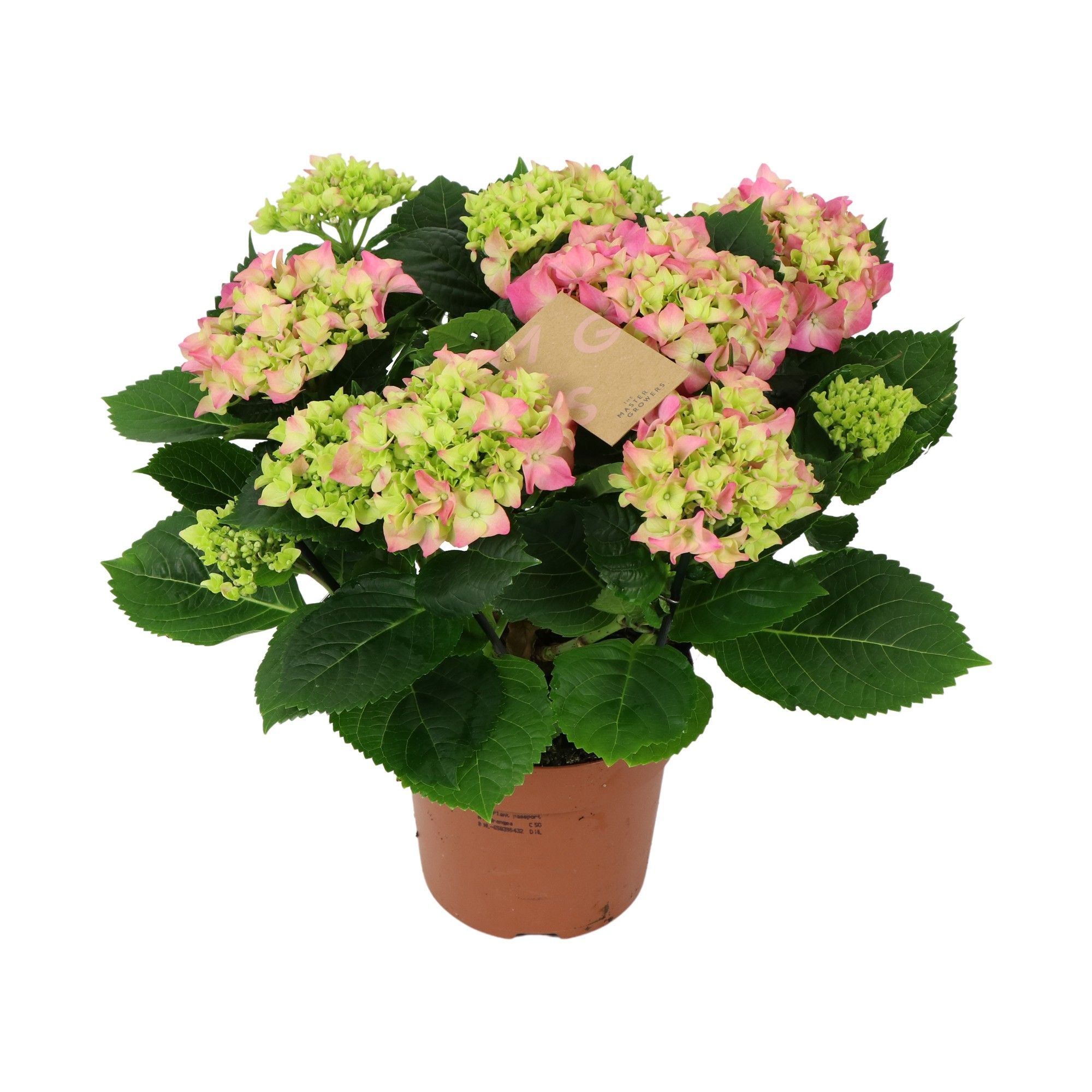Hydrangea pink 9/10 flowers, D 14