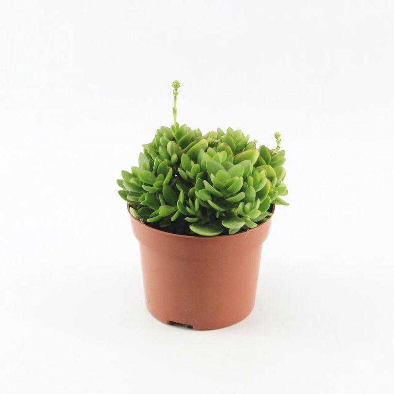 Crassula Moneymaker, D 12