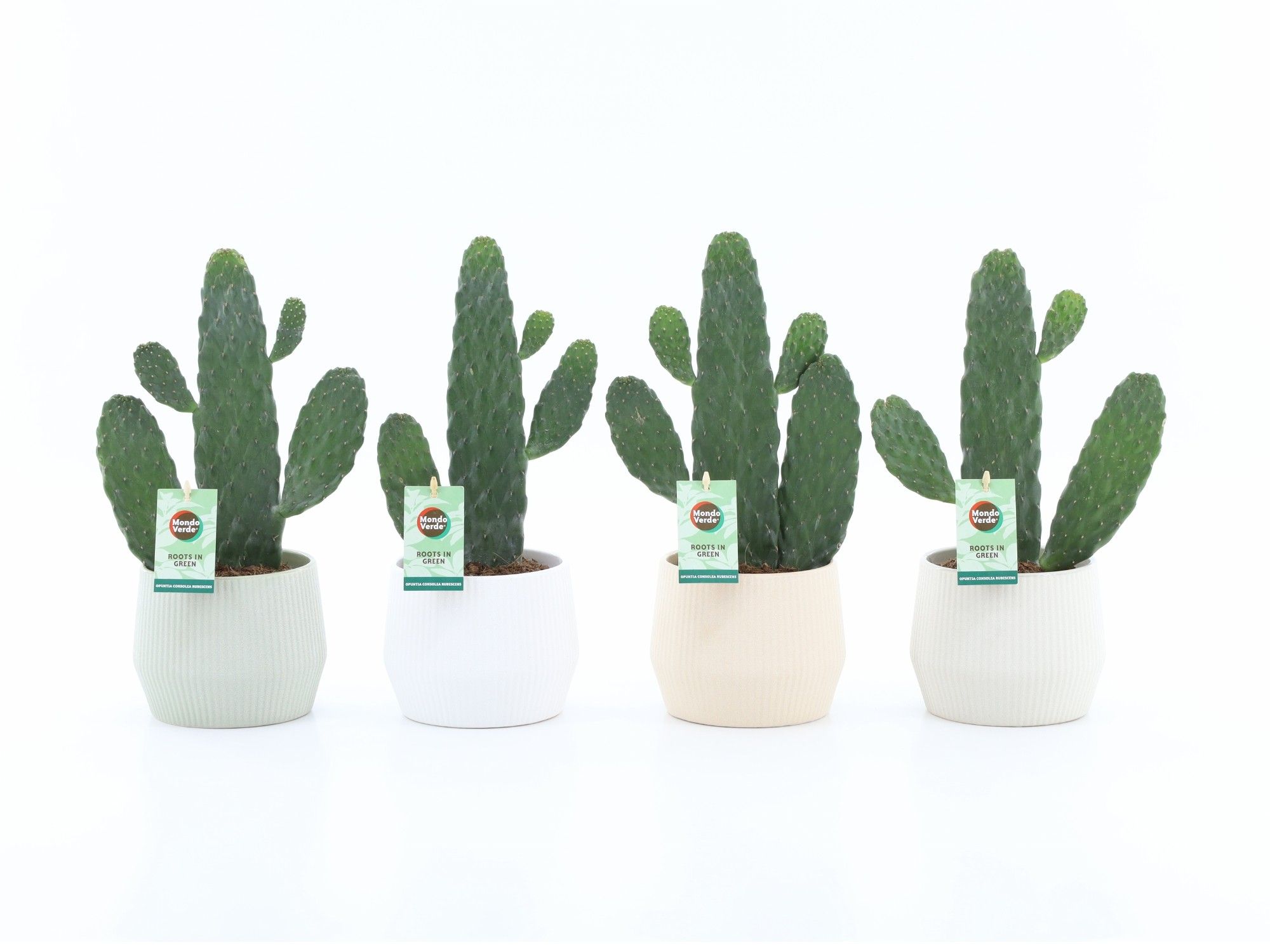 Opuntia rubescens Consolea in Sandy, D 15