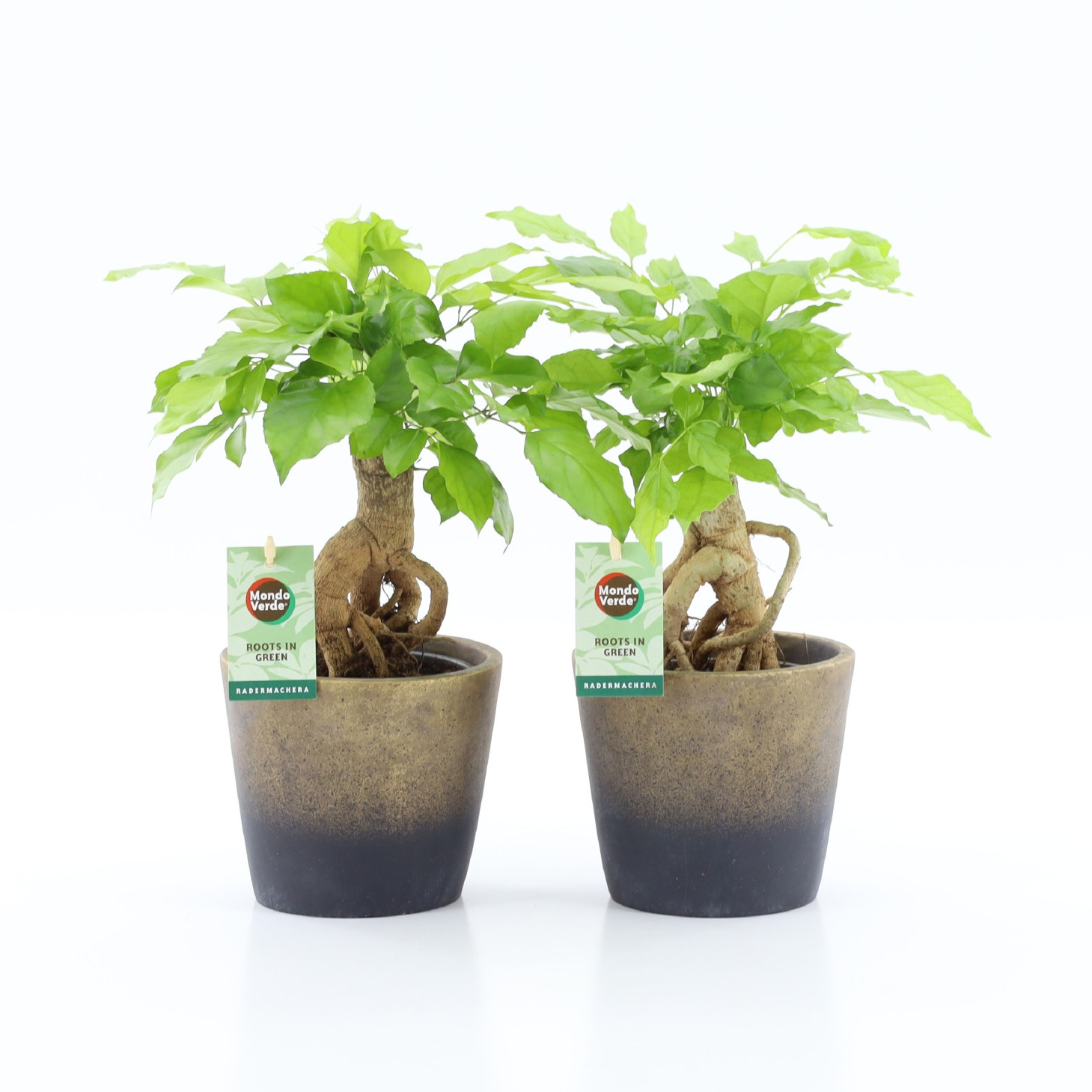 Radermachera Bonsai in Lunar keramiek, D 13