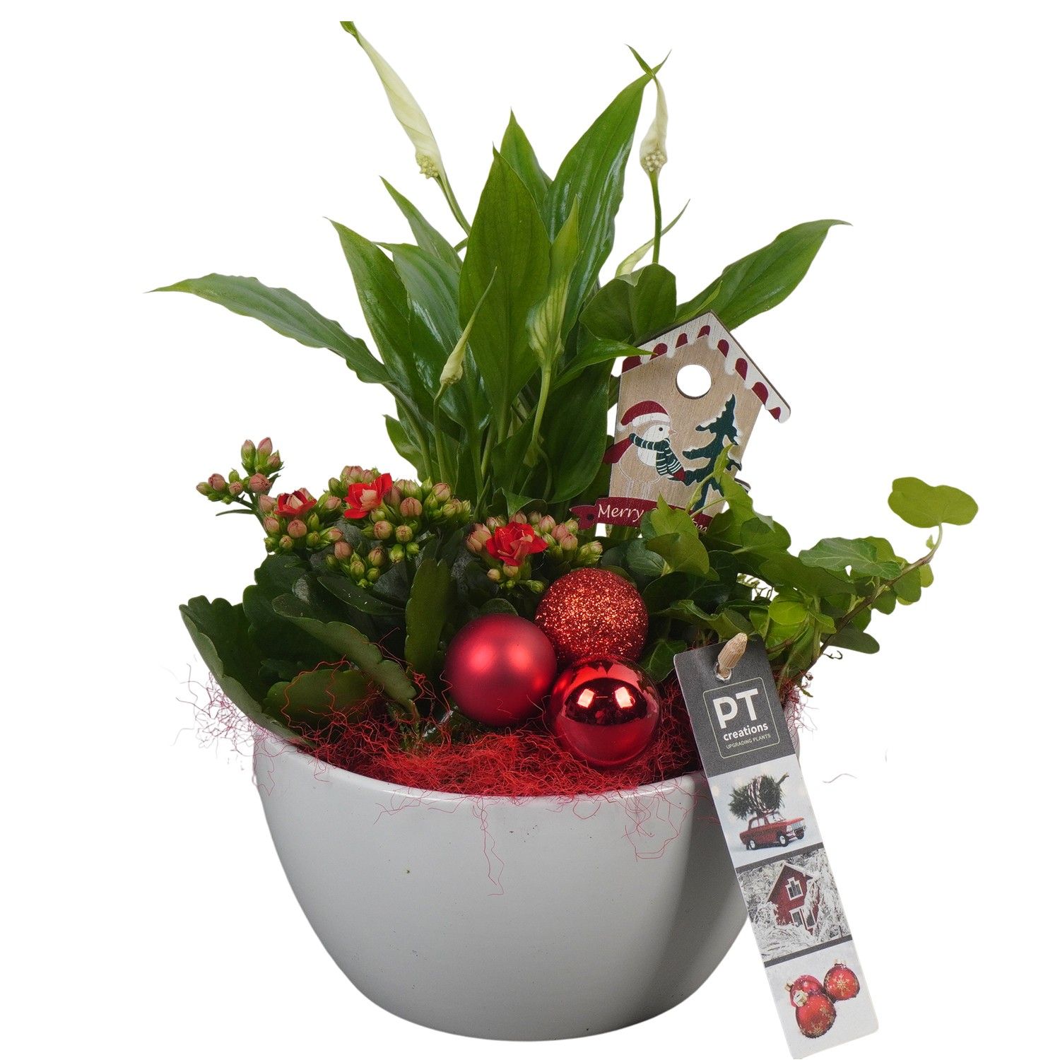 PTCHR7245 Arrangement Christmas Red in keramiek schaal, D 15 cm