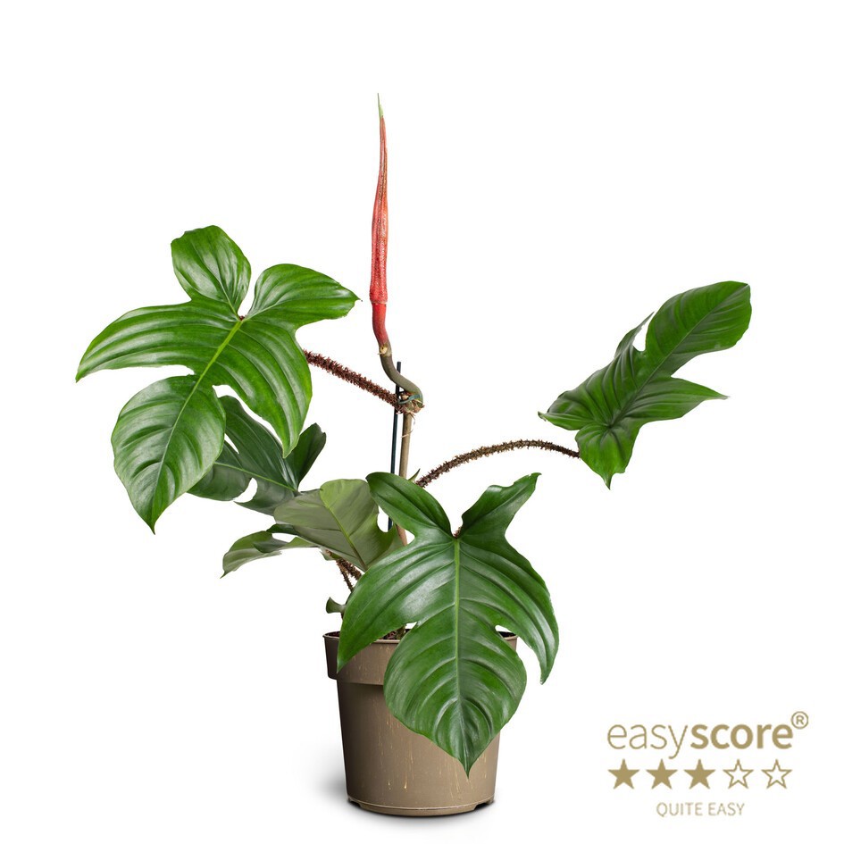 PHILODENDRON SQUAMIFERUM, D 17 cm