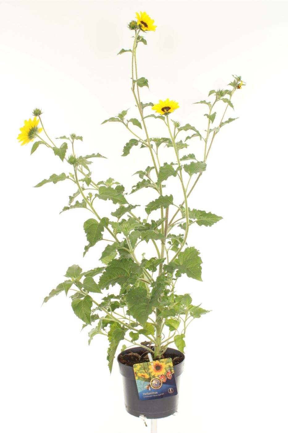 Helianthus annuus Sunblast Yellow, D 17