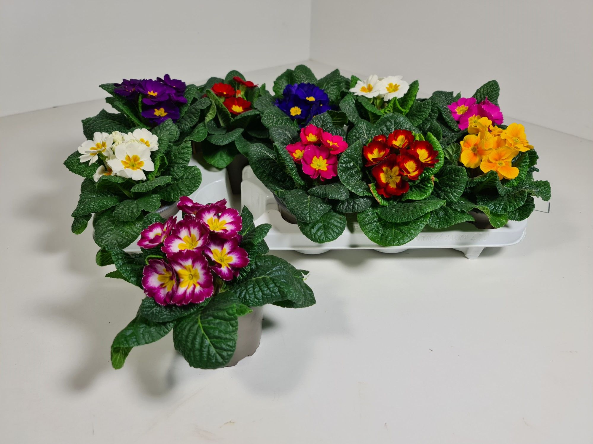 Primula Acaulis Gemengd, D 10,5