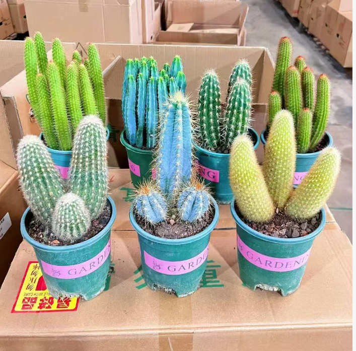 Кактус Премиум твелве вариетиес оф мулти-хидед какти, рандомлй микс. 14 26