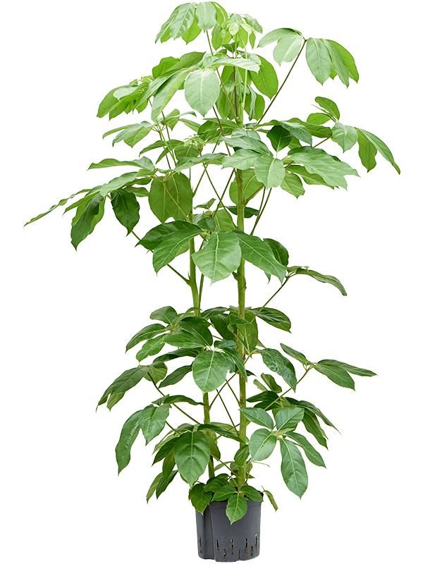 Schefflera actinophylla 'Amate', D 22 cm
