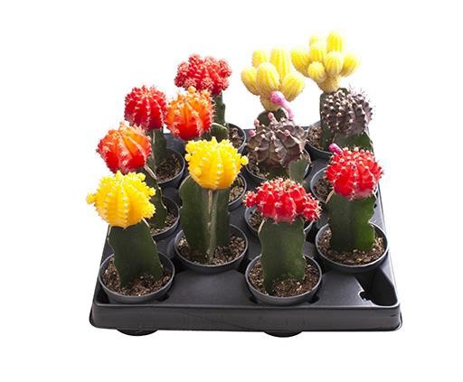 GYMNOCALYCIUM MIHANOVICHI 'MIX', D 6 cm