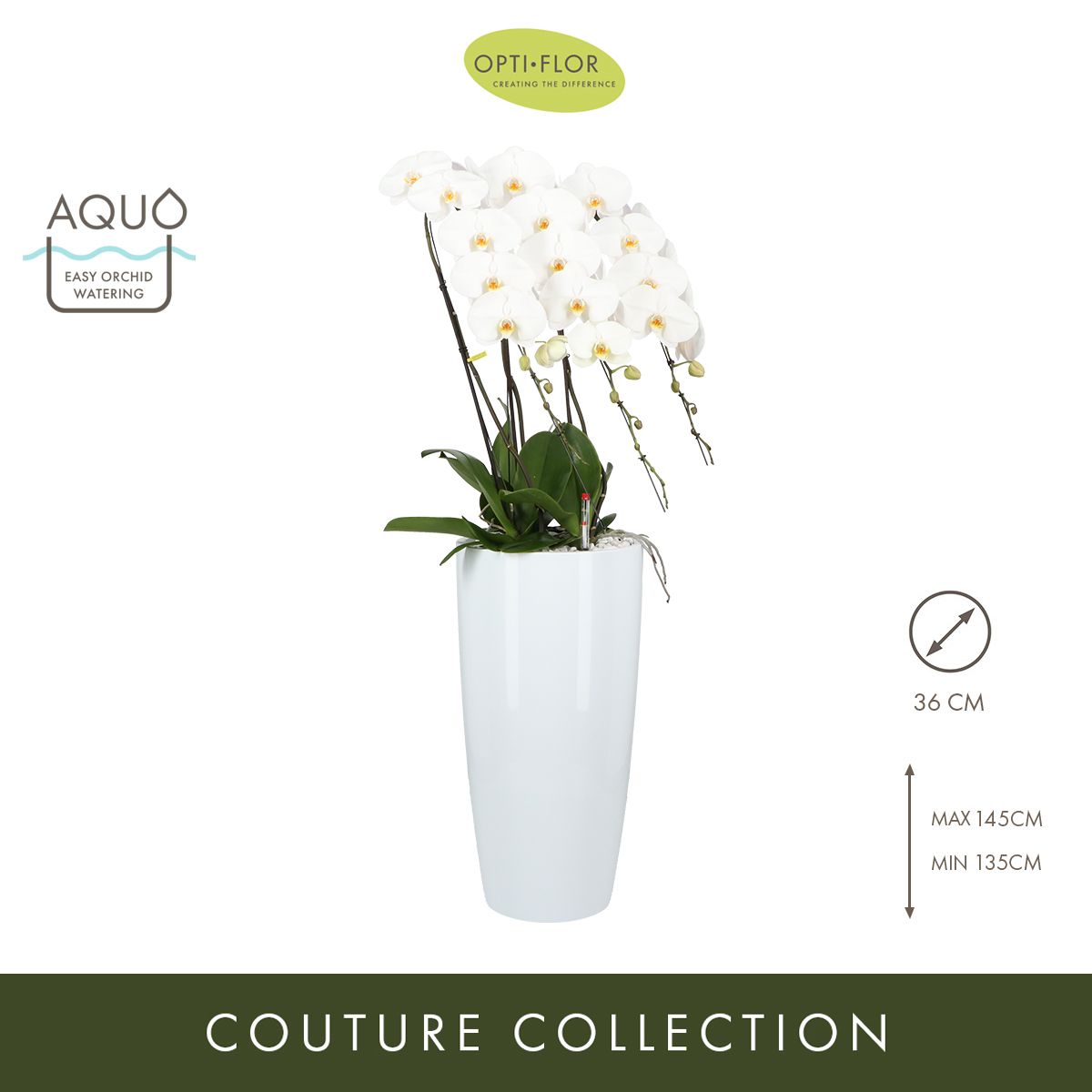 Japanse Mountain White XL 3 spike, D 35 cm