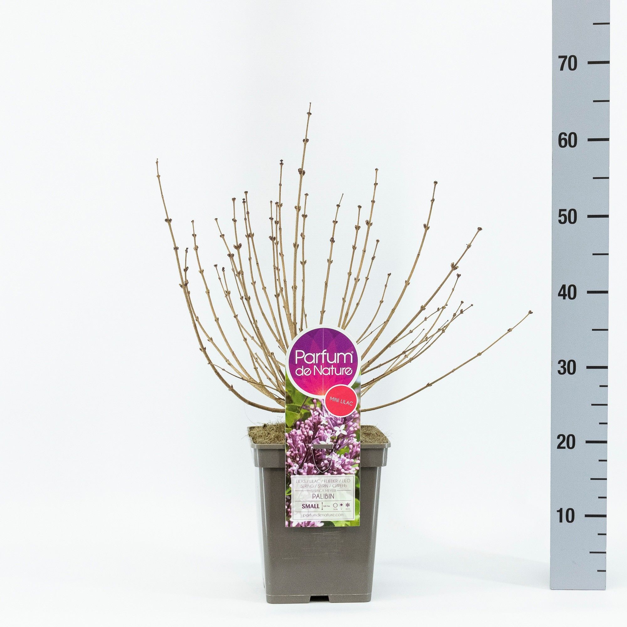 Syringa meyeri Palibin C5, D 23 cm Syringa meyeri Palibin C5, D 23 cm