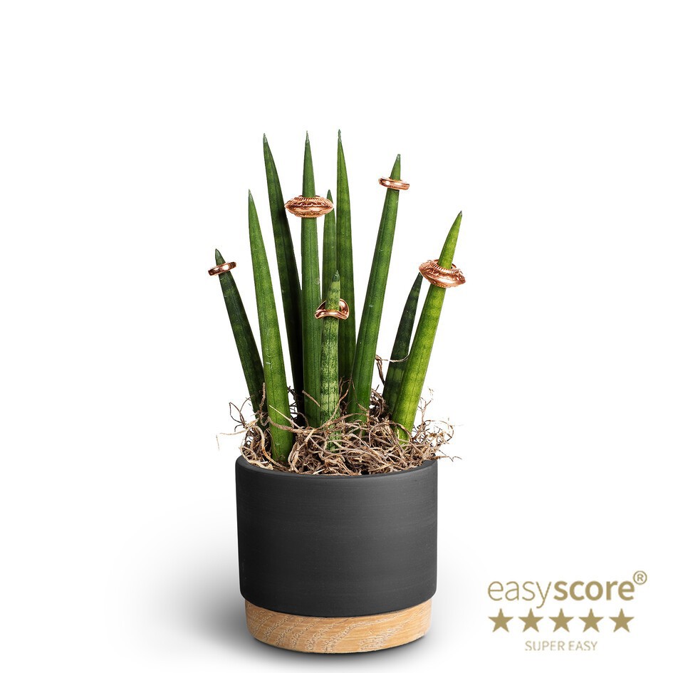SANSEVIERIA CYLINDRICA 40990902 Woodbase Christmas, D 10