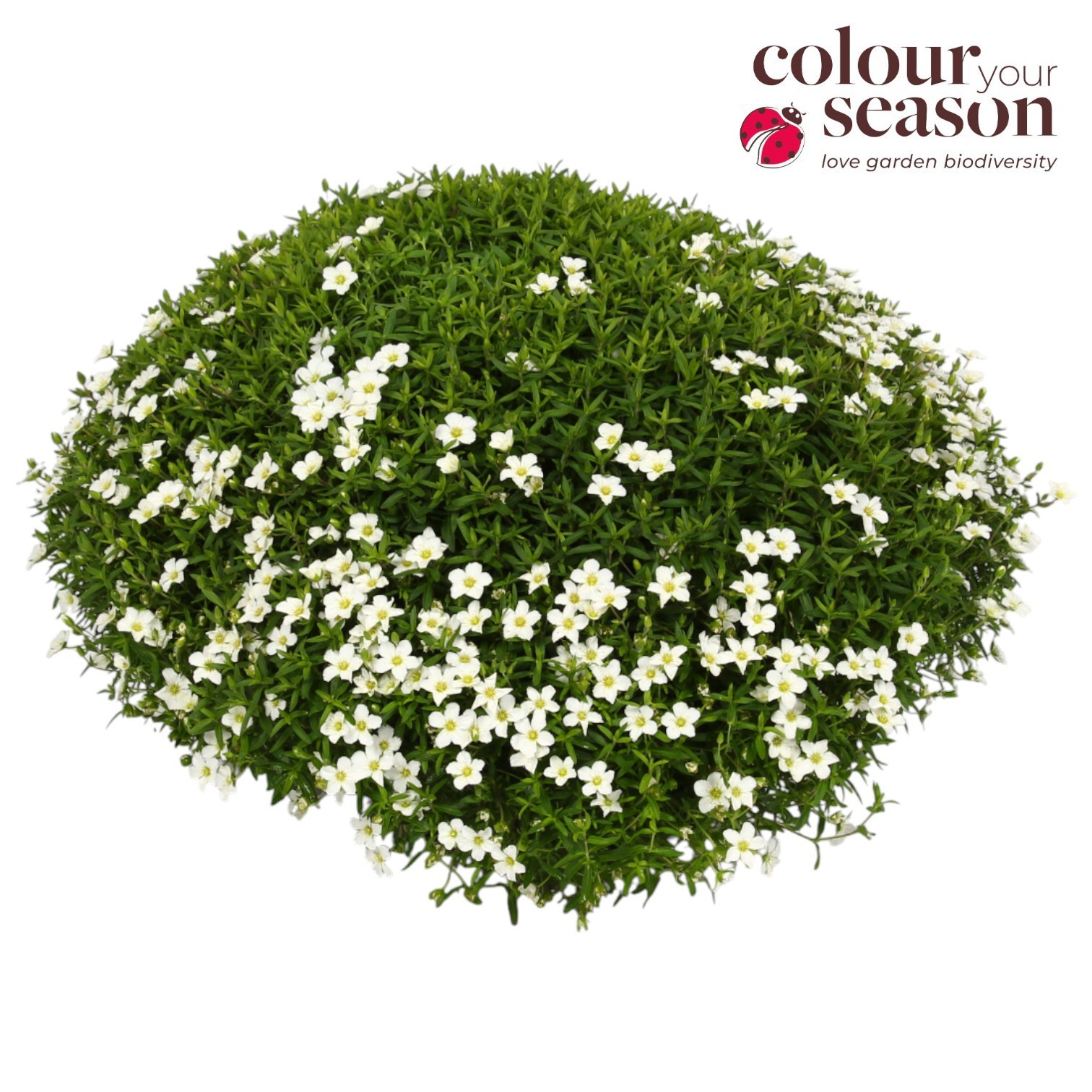 Arenaria Montana Ronda White P30, D 30