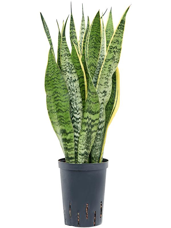 Sansevieria trifasciata 'Laurentii', D 15 cm