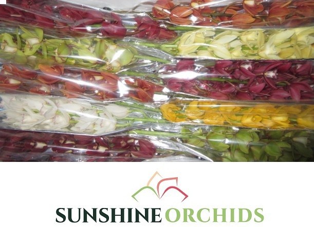 Цимбидиум мини Микс x10 60, шт.