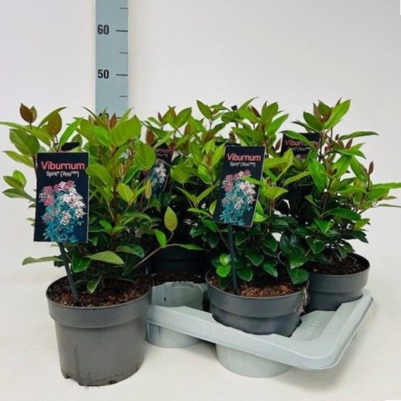 Viburnum tinus 'Spirit' P17, D 17