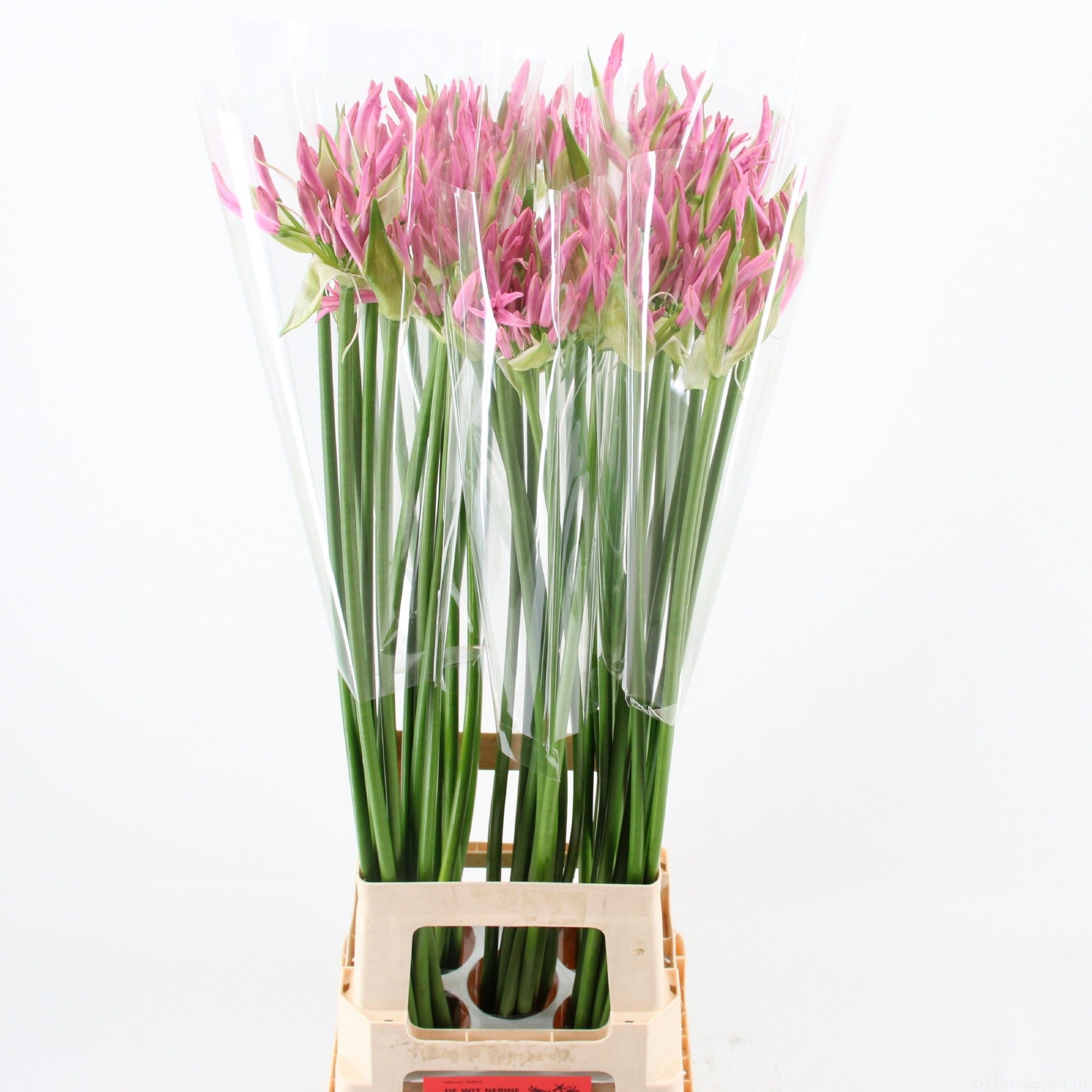 Нерине Пинк Пит 70, шт.