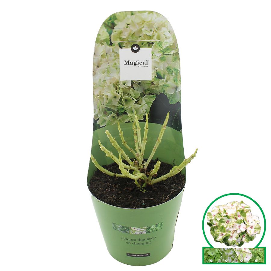 Hydrangea macr. Magical® 'Wings'® C2 (17cm.) Potcover, D 17