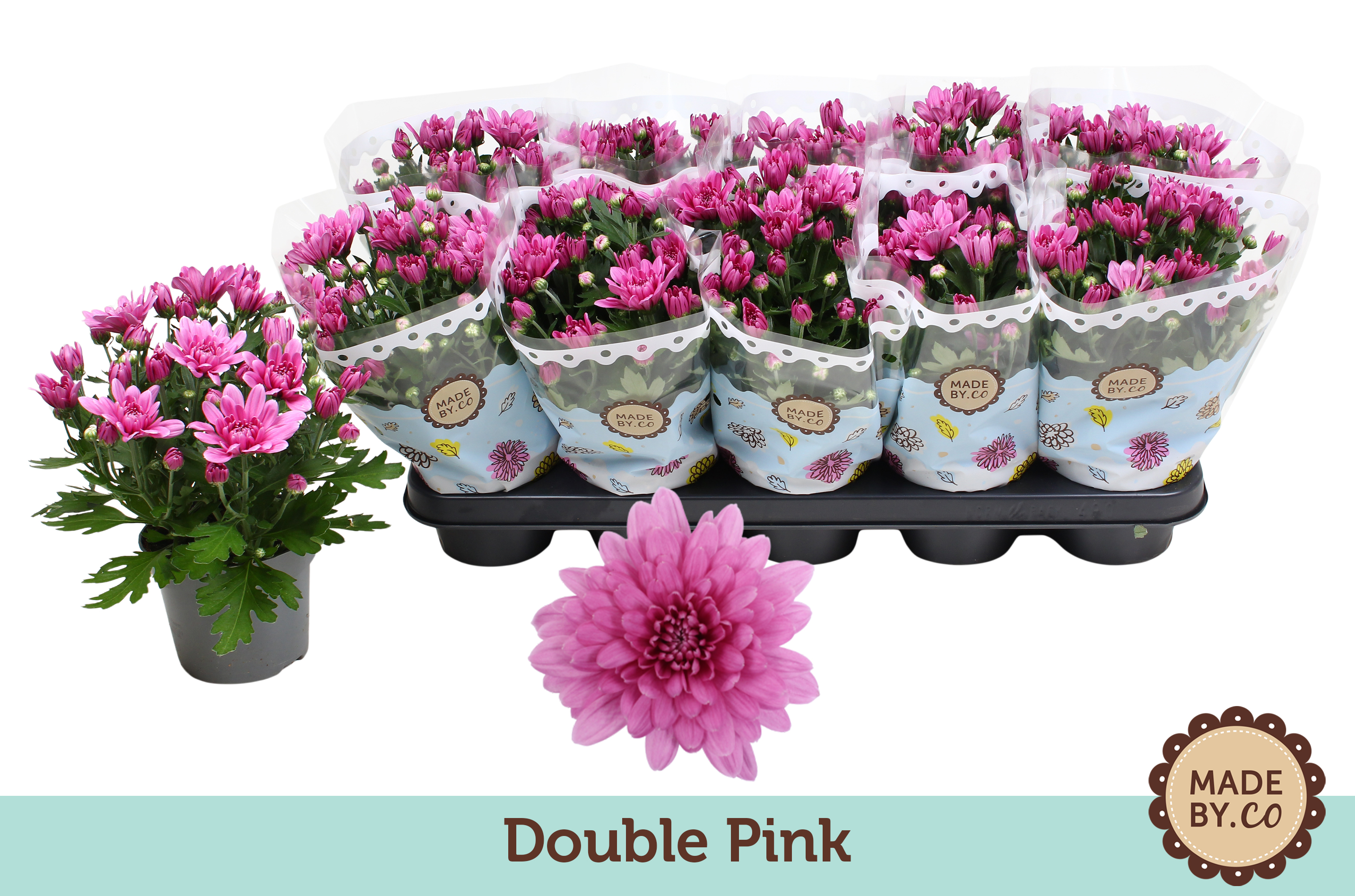 Chrysant Double Pink, D 12