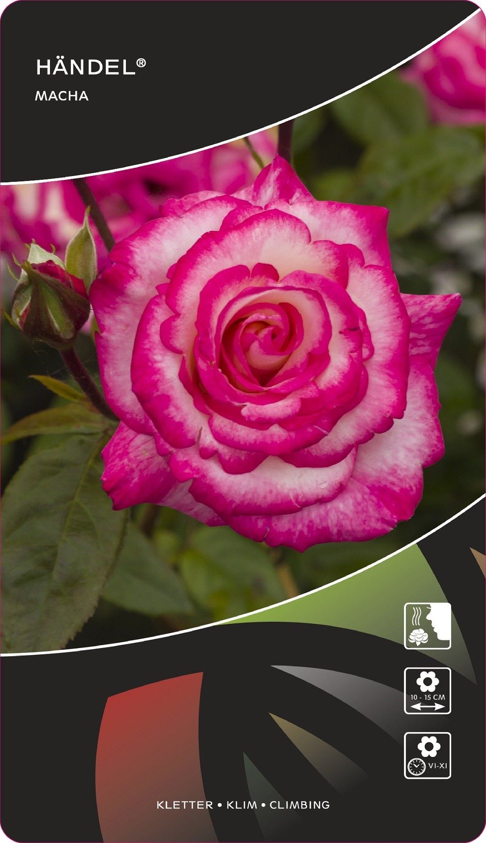 Rosa (K) Händel®, D 17