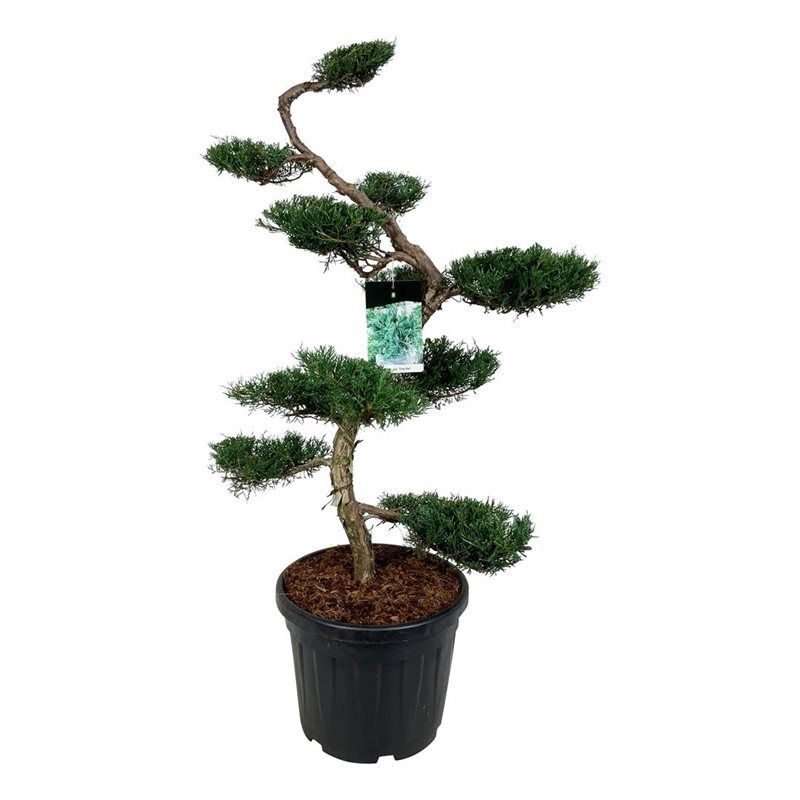 Juniperus virg. 'Grey Owl', D 47