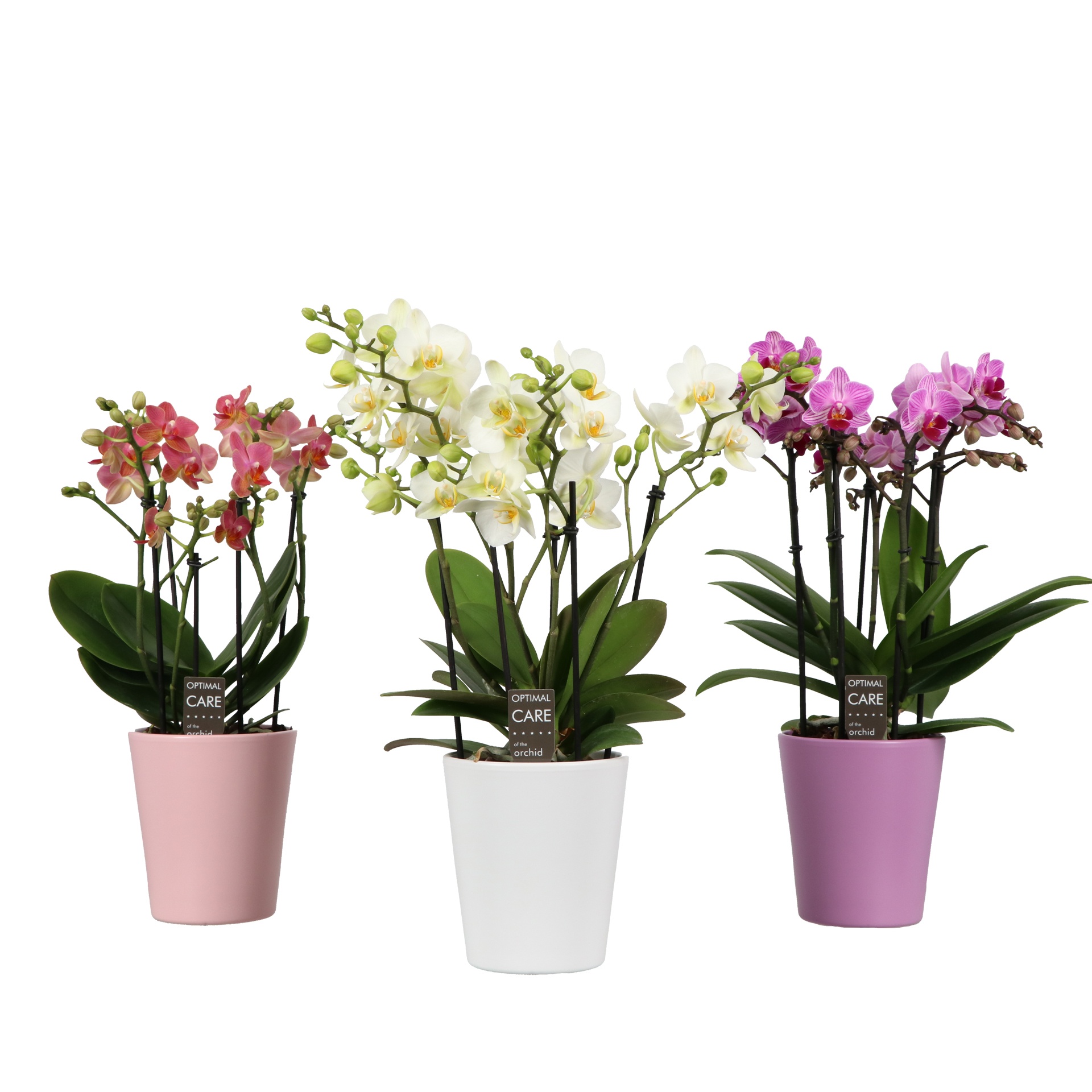 Flora P12 Mix 3-5 spike in Zoë Mix, D 12 cm