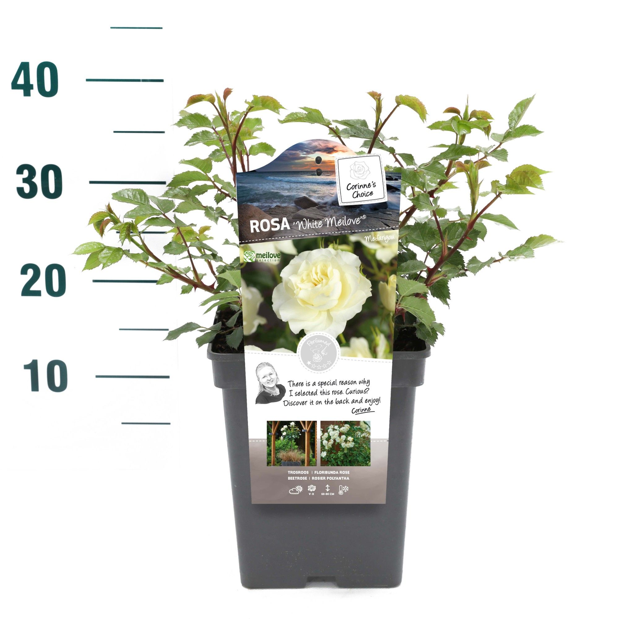 Rosa 'White Meilove' - Struik - VP5 - Categorie 3, D 23 cm