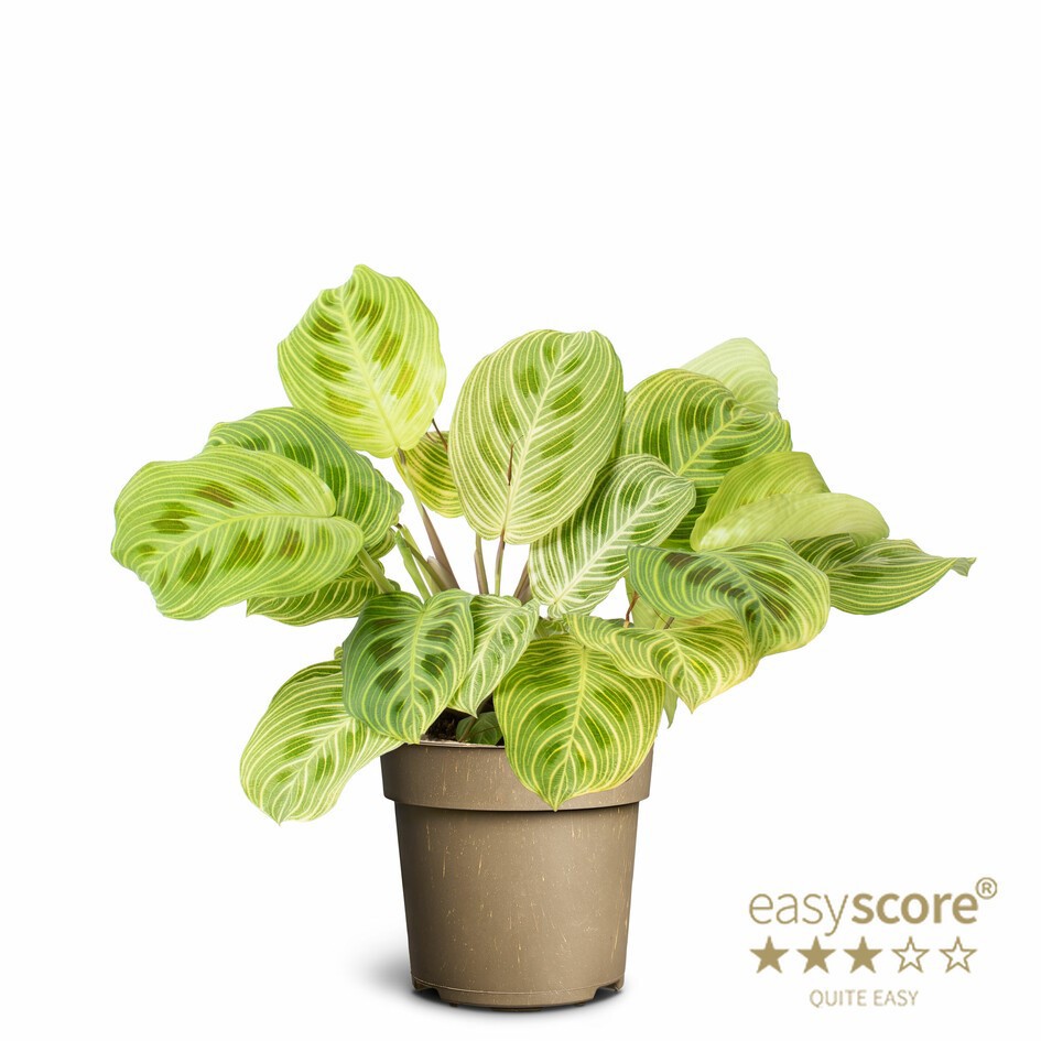 MARANTA LEUCONEURA 'Golden Vein', D 11