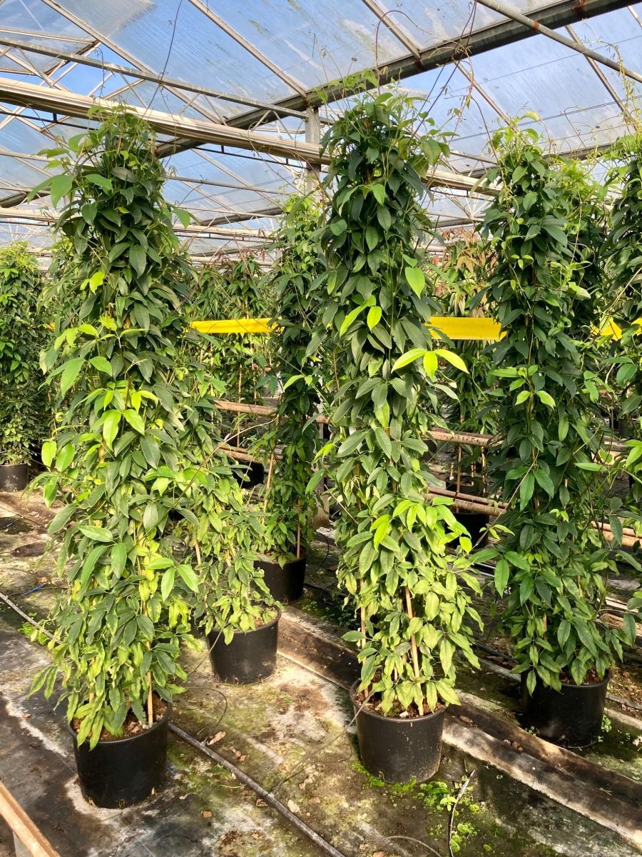 Holboellia coriacea, 3 stok, D 40