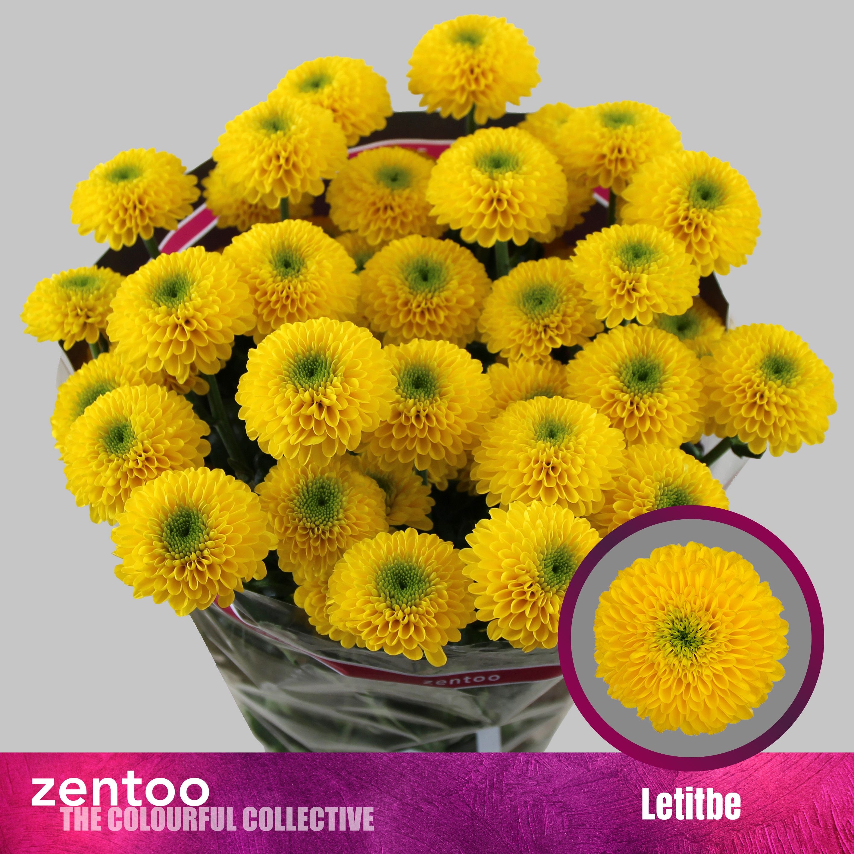 Хризантема куст. Летитби 70, шт.