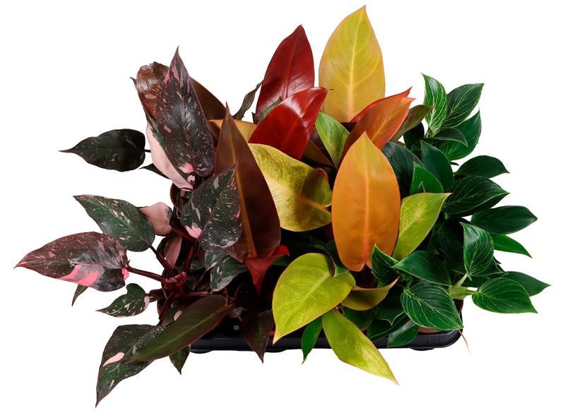 Philodendron 'Mix', D 9