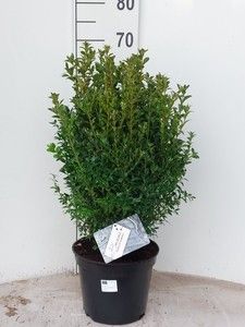 Buxus semp bos 40-50 cm, D 23
