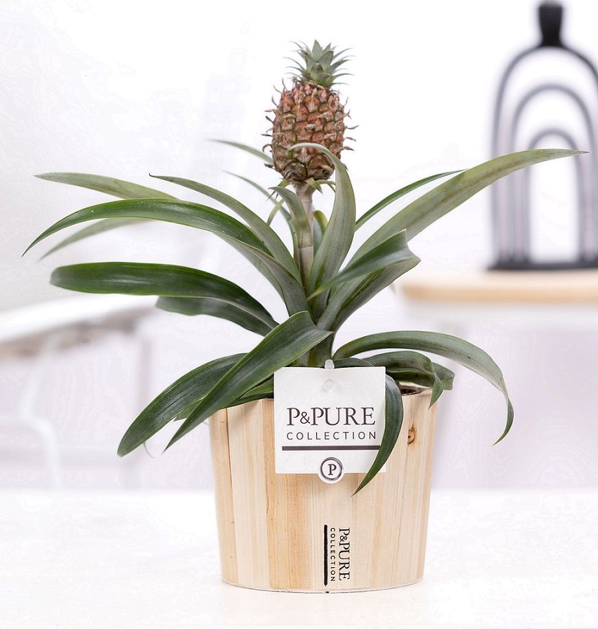 Ananas Rosita in P&PURE Wood 5, D 12 cm Ananas Rosita in P&PURE Wood 5, D 12 cm