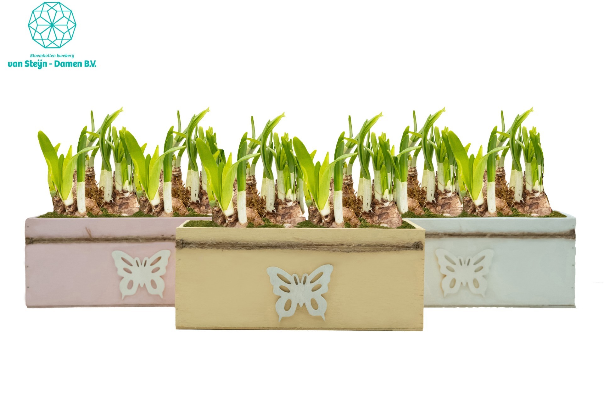 Narcissus 'WingWood', D 23