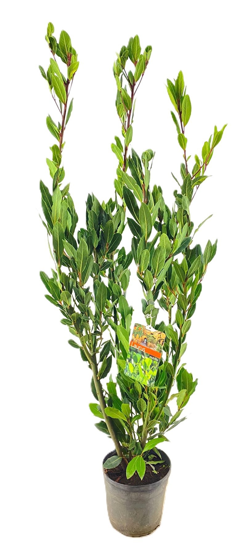 Laurus nobilis, D 21