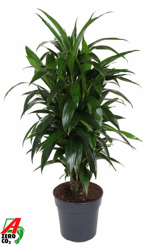 Dracaena Janet Craig vertakt P27, D 27