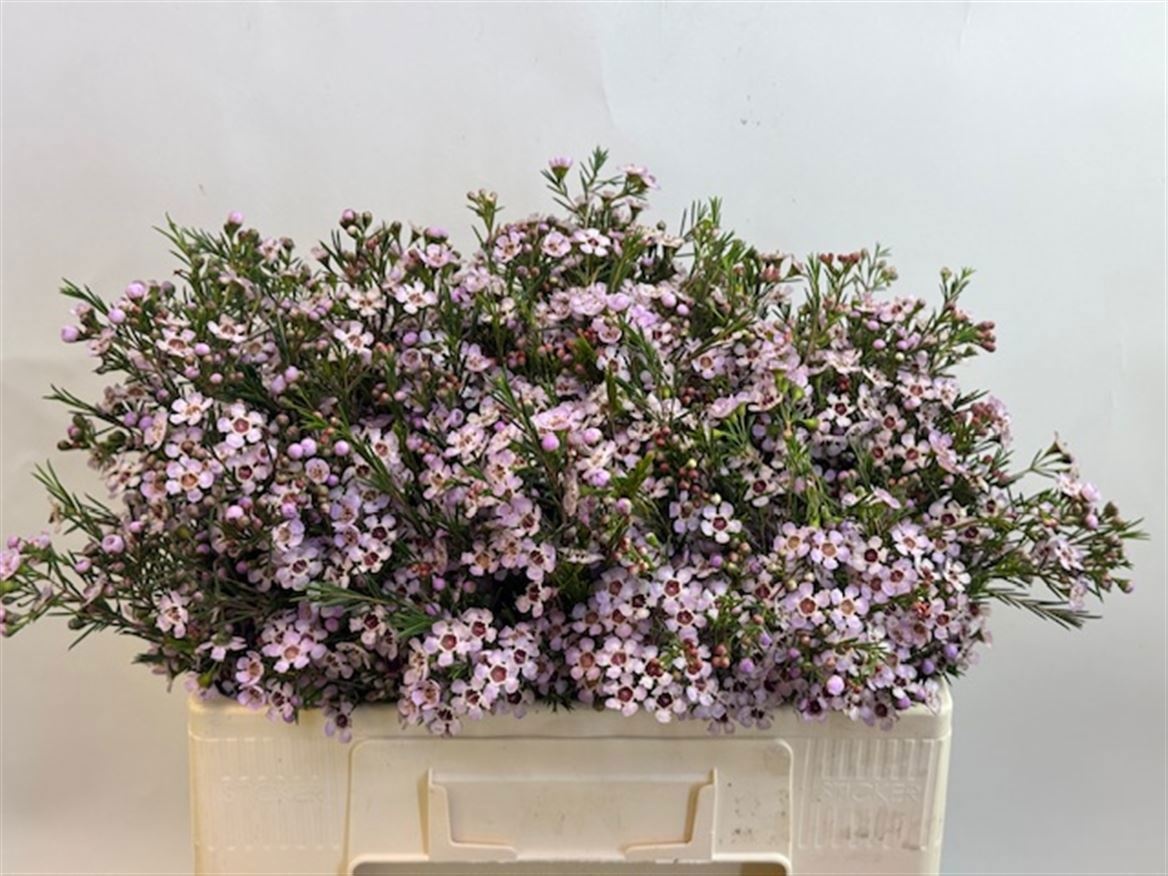 Шамелациум Пинк Дрим 50, шт.