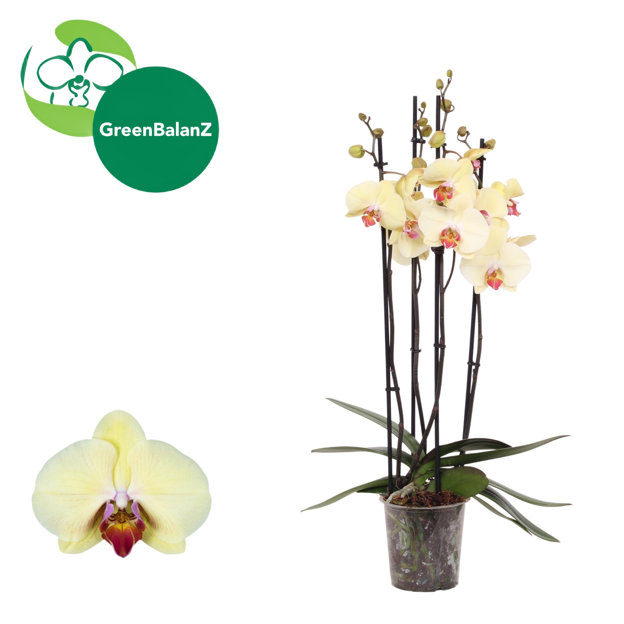 ColorZ - Desert Breeze 4 tak, D 12