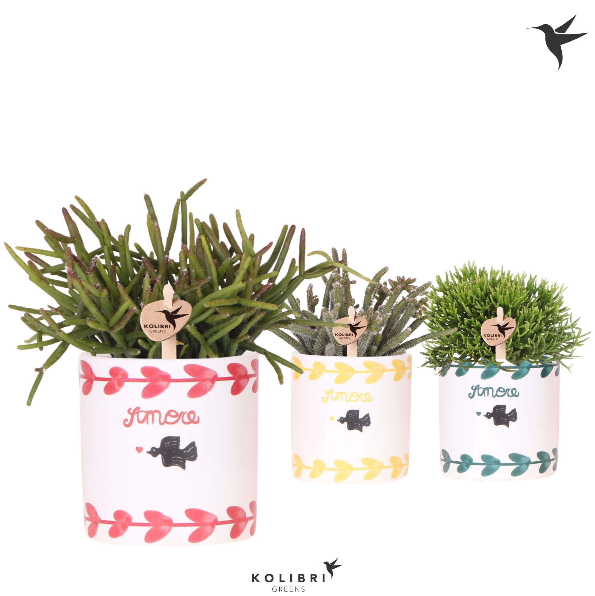 Kolibri Greens Rhipsalis mix in Amore pot mix, D 9