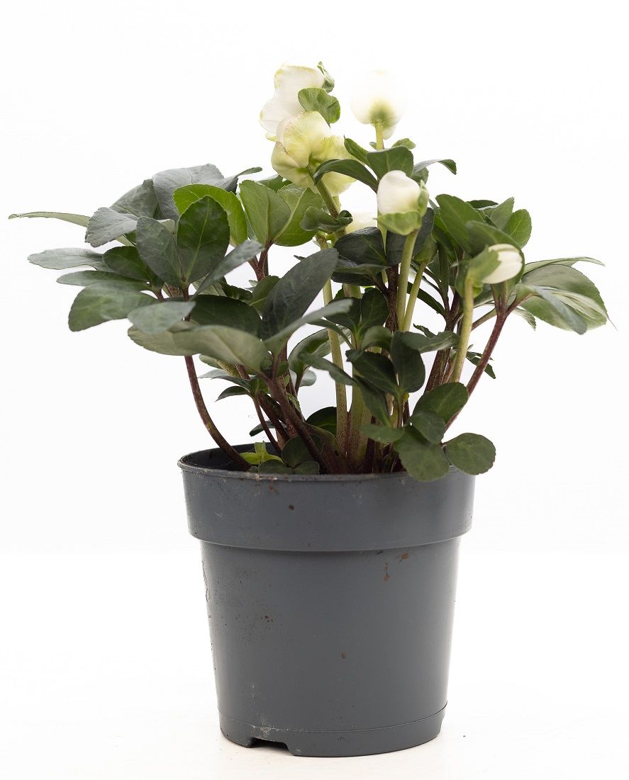 1st class Helleborus "Xmas C." P&PURE Collection, D 12 cm 1st class Helleborus "Xmas C." P&PURE Collection, D 12 cm