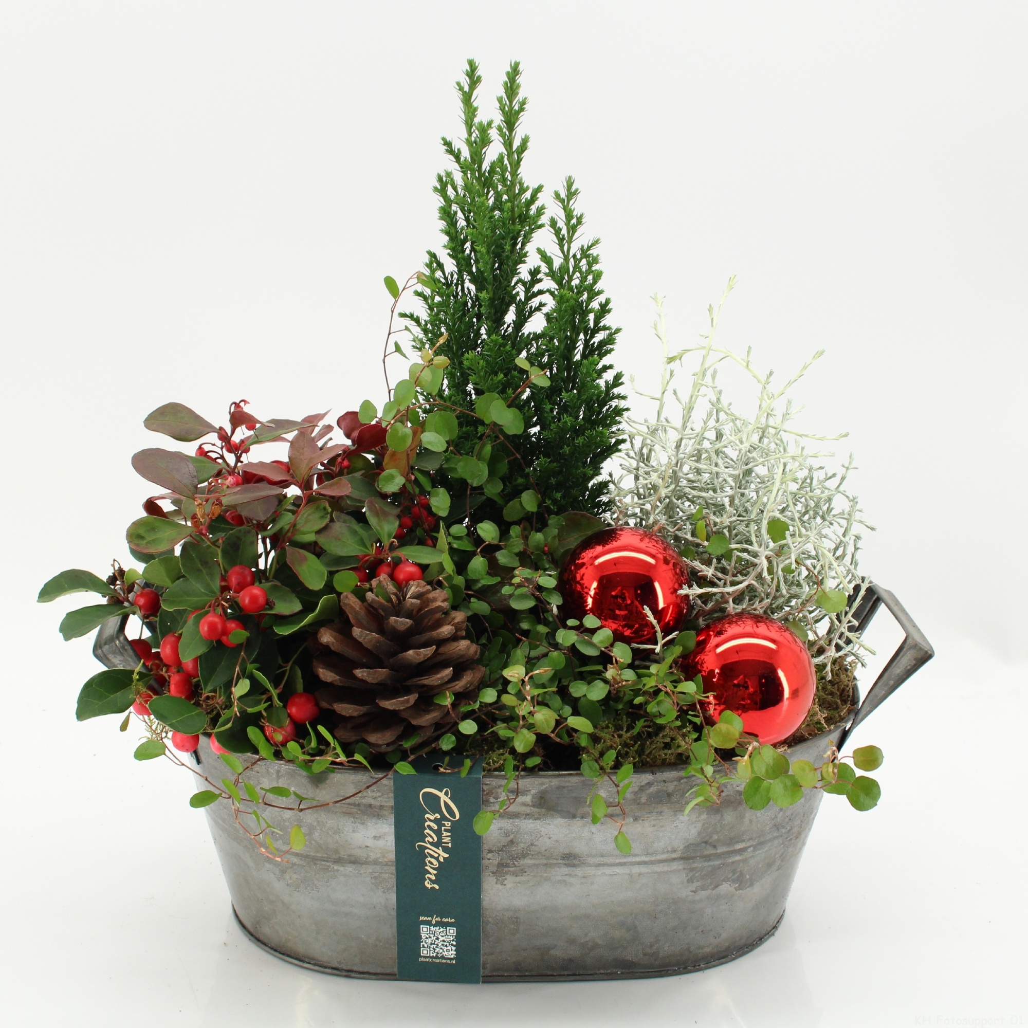 GACR-2612 Gaultheria creation, D 32