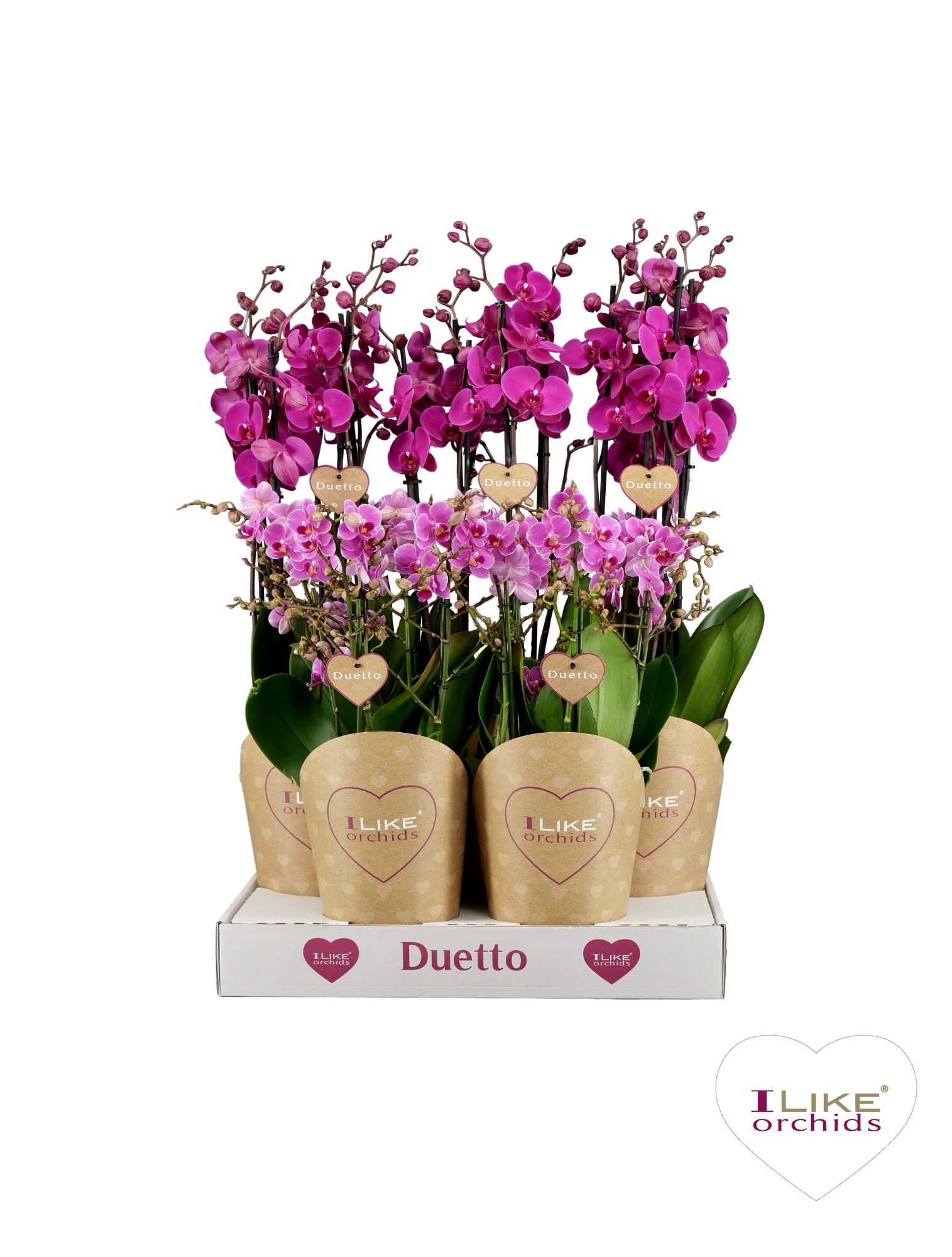 Duetto Combi tray paars, D 17