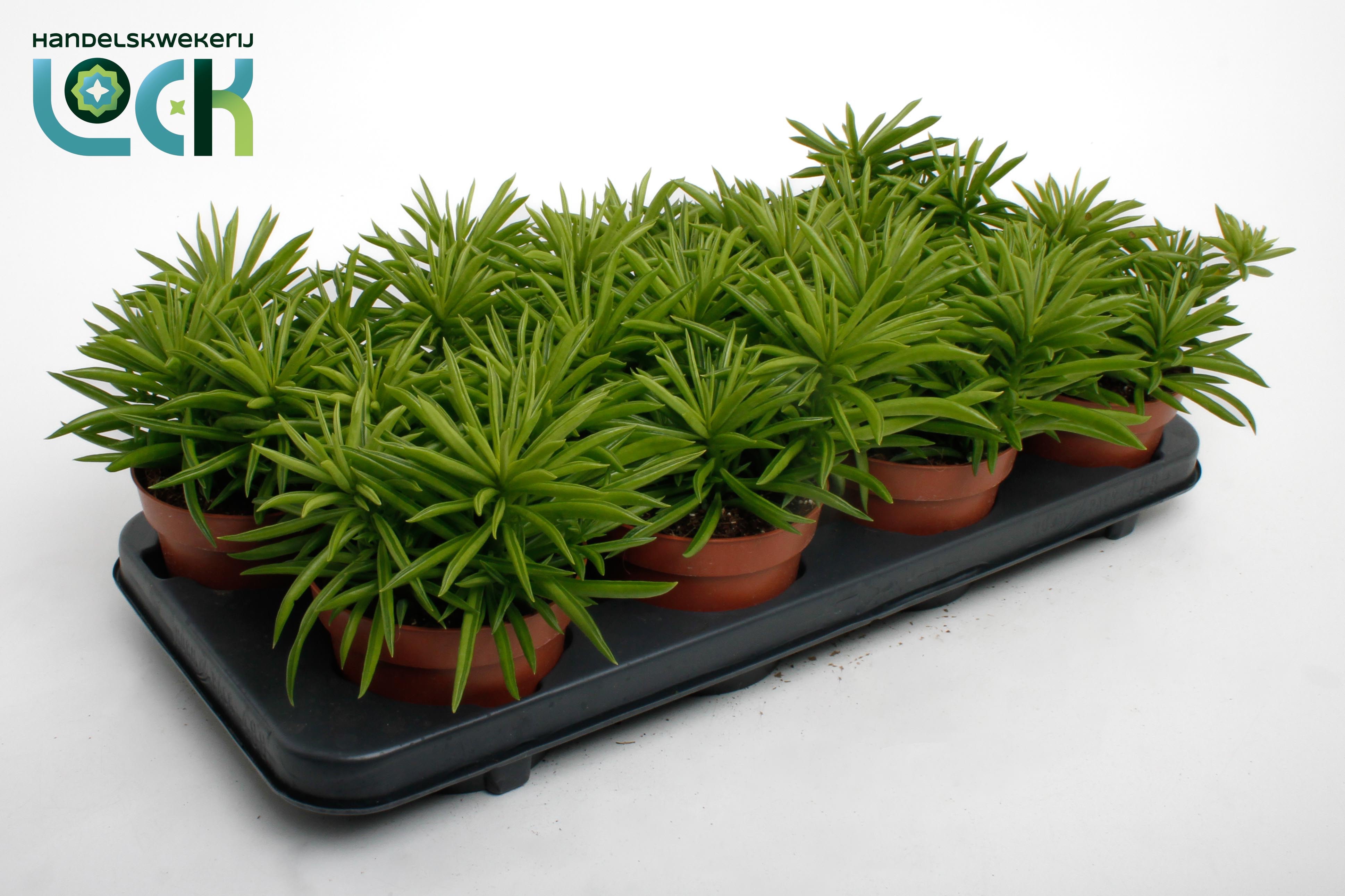 Peperomia Sweet Spark, D 12