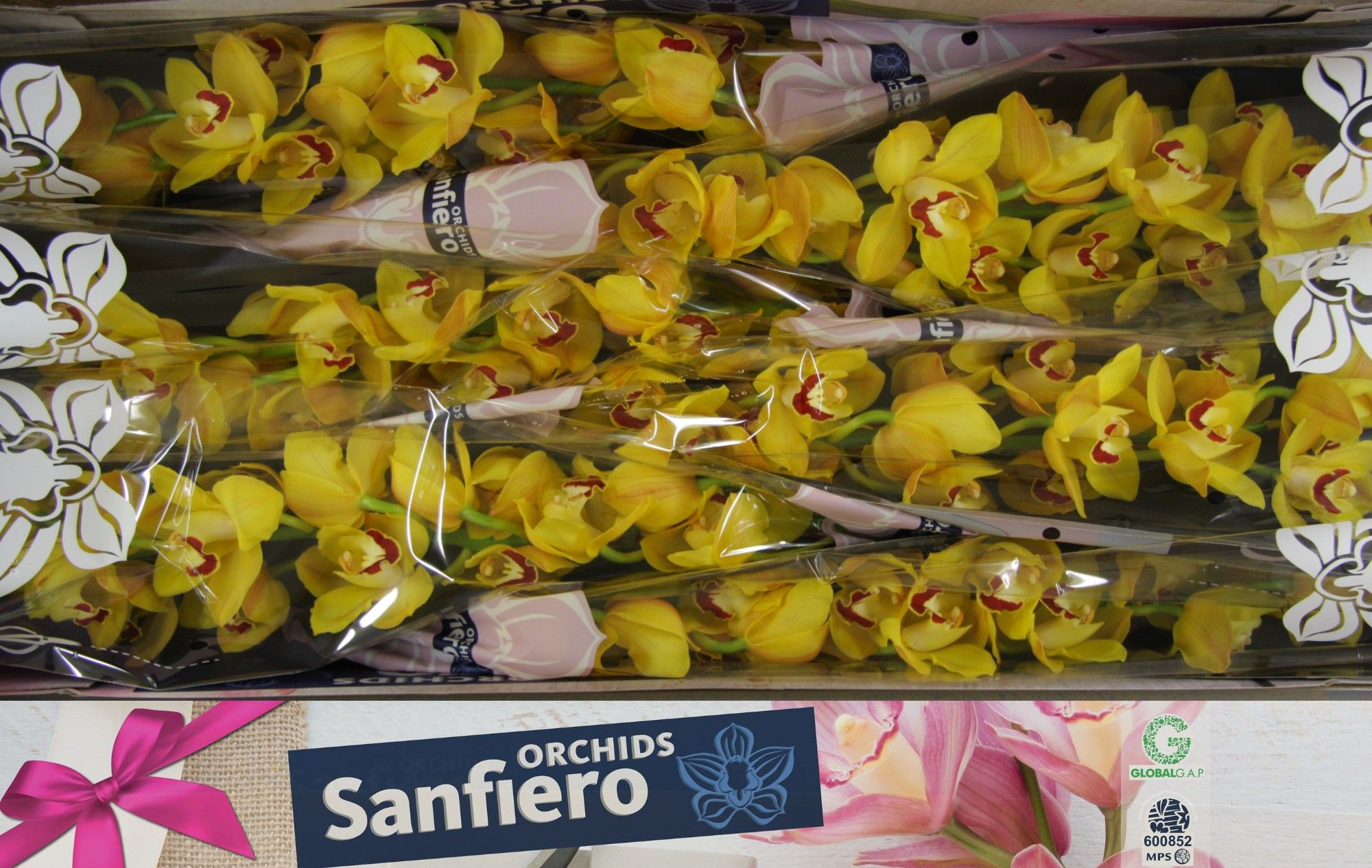 Цимбидиум Мисс Сайгон x6 80, шт.