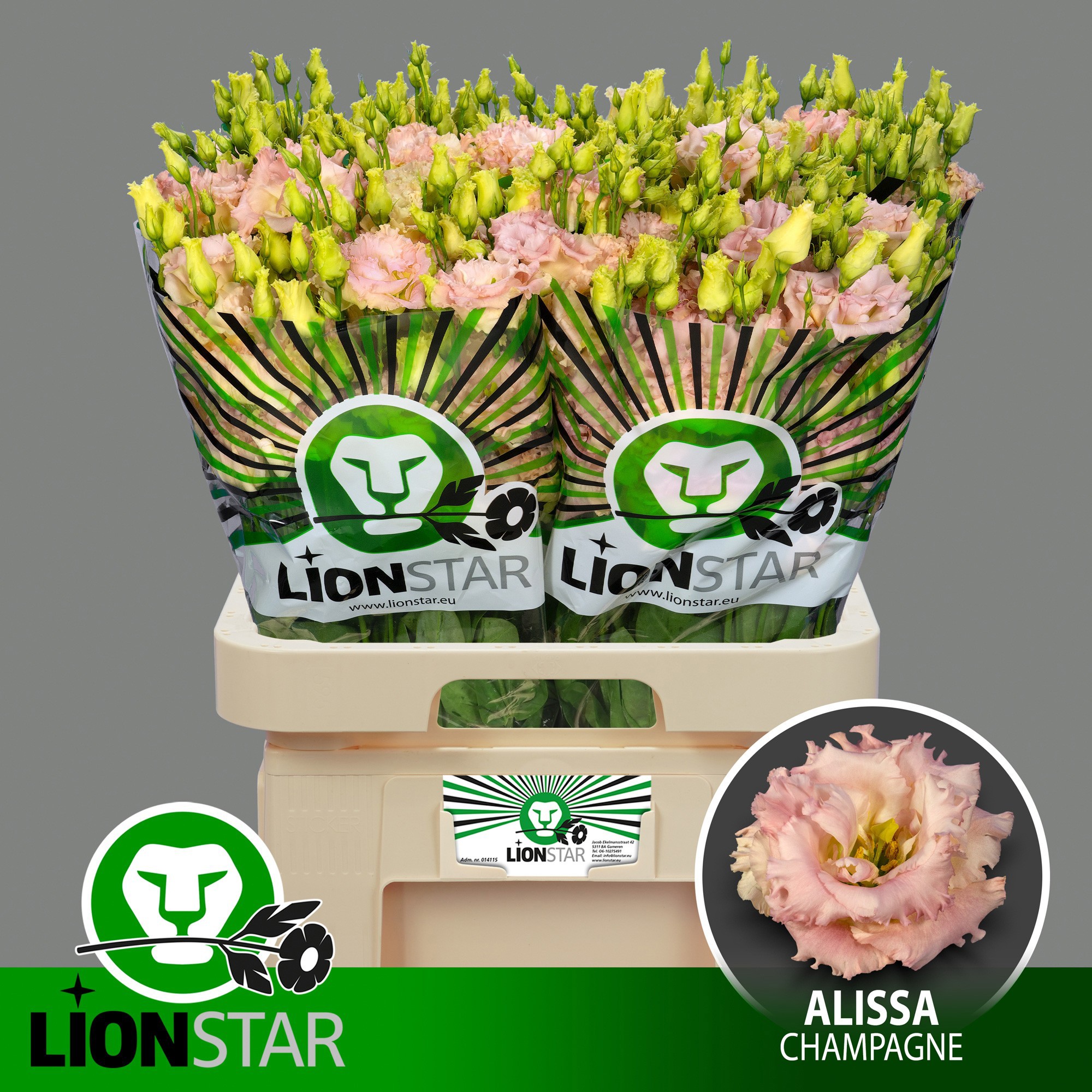 Эустома Алисса Шампань 70 (светло-роз.), шт.